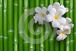 Bambù 