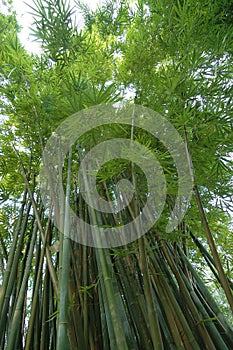 Bamboo