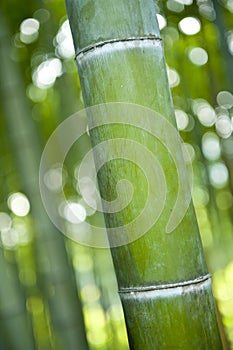 Bamboo