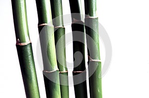 Bamboo