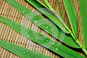 Bamboo