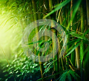 Bamboo img