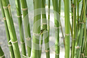 Bamboo