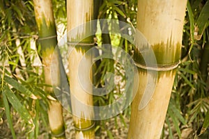 Bamboo