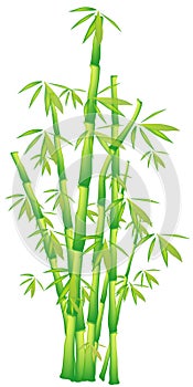 Bamboo