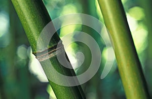 Bamboo