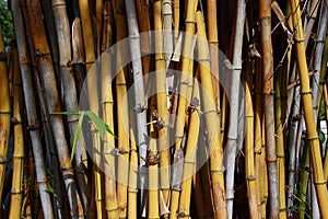 Bamboo