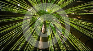 Looking Up Through a Dense Bamboo Forest Canopy