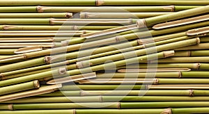 Green Bamboo Stalks Background Texture