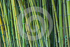 Green bamboo stalks photo