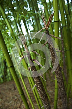 Bamboo