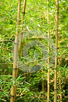 Bamboo