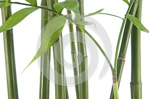 Bamboo