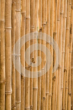 Bamboo