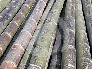 Bamboo