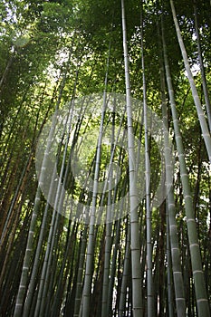 Bamboo photo