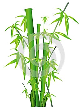 Bamboo