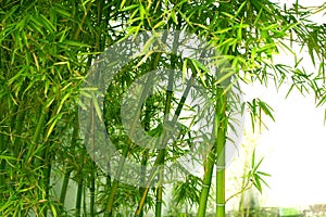 Bamboo photo