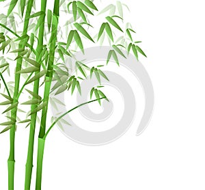 Bamboo