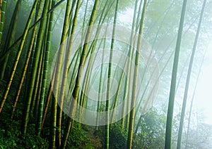 Bamboo photo