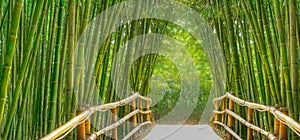 Bamboo Alley