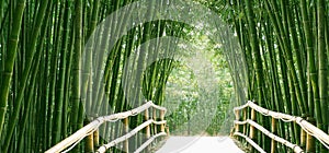 Bamboo Alley