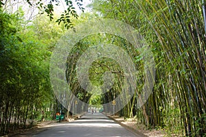 Bamboo alley in Ibirapuera park