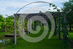 Bamboo Arch In Banana Garden