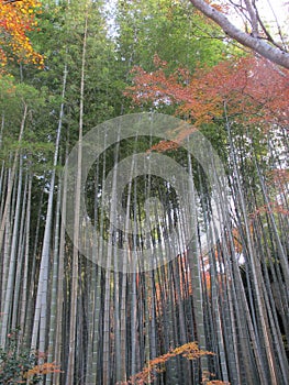 Bamboo in autumn