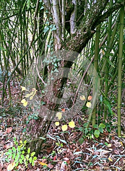 Bamboo, autumn in Dendrological Park Arboretum Silva photo