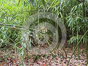 Bamboo, autumn in Dendrological Park Arboretum Silva photo