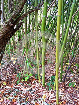 Bamboo, autumn in Dendrological Park Arboretum Silva photo