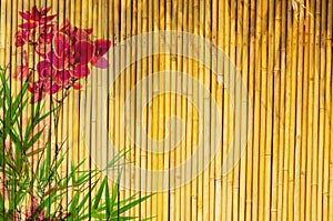 Bamboo Background