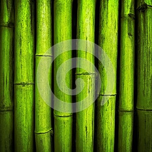 Bamboo background