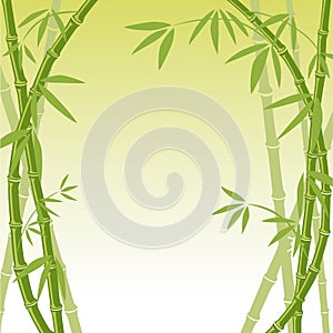 Bamboo background