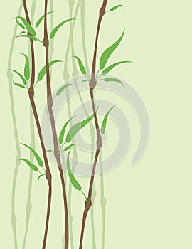 Bamboo background