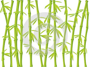 Bamboo background photo