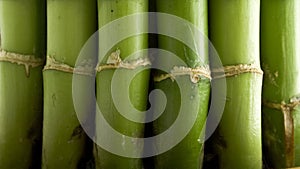 Bamboo background