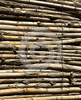 Bamboo background photo