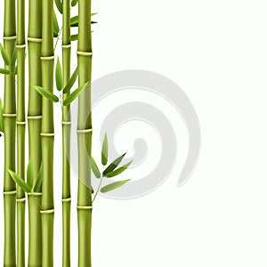 Bamboo background. Green bamboo rainforest stems, asian nature wallpaper in japanese style. Image frame border vector