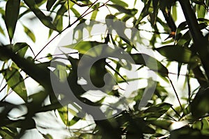 Bamboo background with green leaves and tropical branches defocussed behind with copy space
