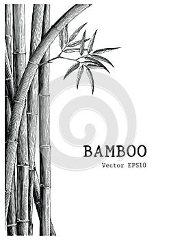 Bamboo background hand drawing engraving style