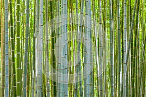 Bamboo background in nature at day