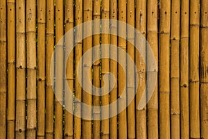 Bamboo background