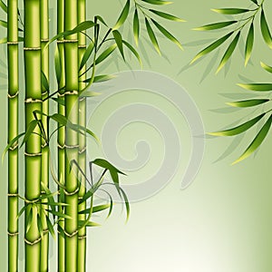Bamboo background vector