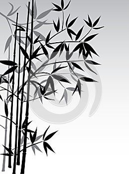Bamboo background, vector