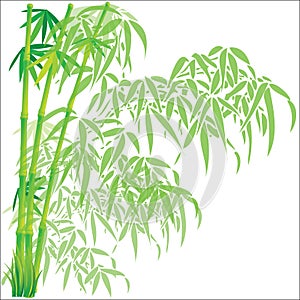 Bamboo background vector illustration