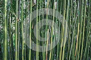 Bamboo / bamboe