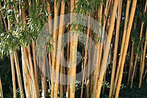 Bamboo / bamboe