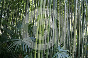 Bamboo / bamboe